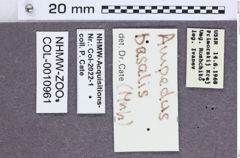 Etiketten zu Ampedus basalis (NHMW-ZOO-COL-0010961)